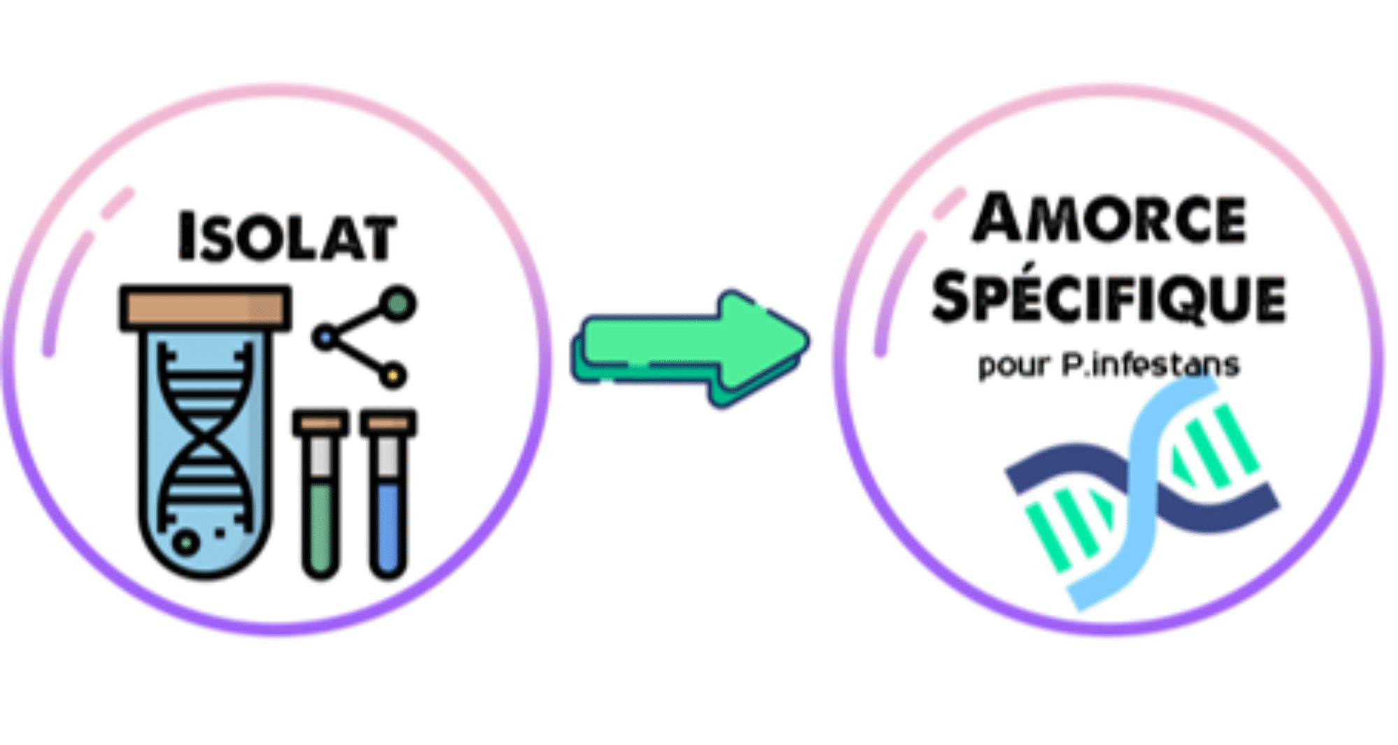 Agents Antifongiques Naturels: Une Étude sur les Extraits Végétaux
