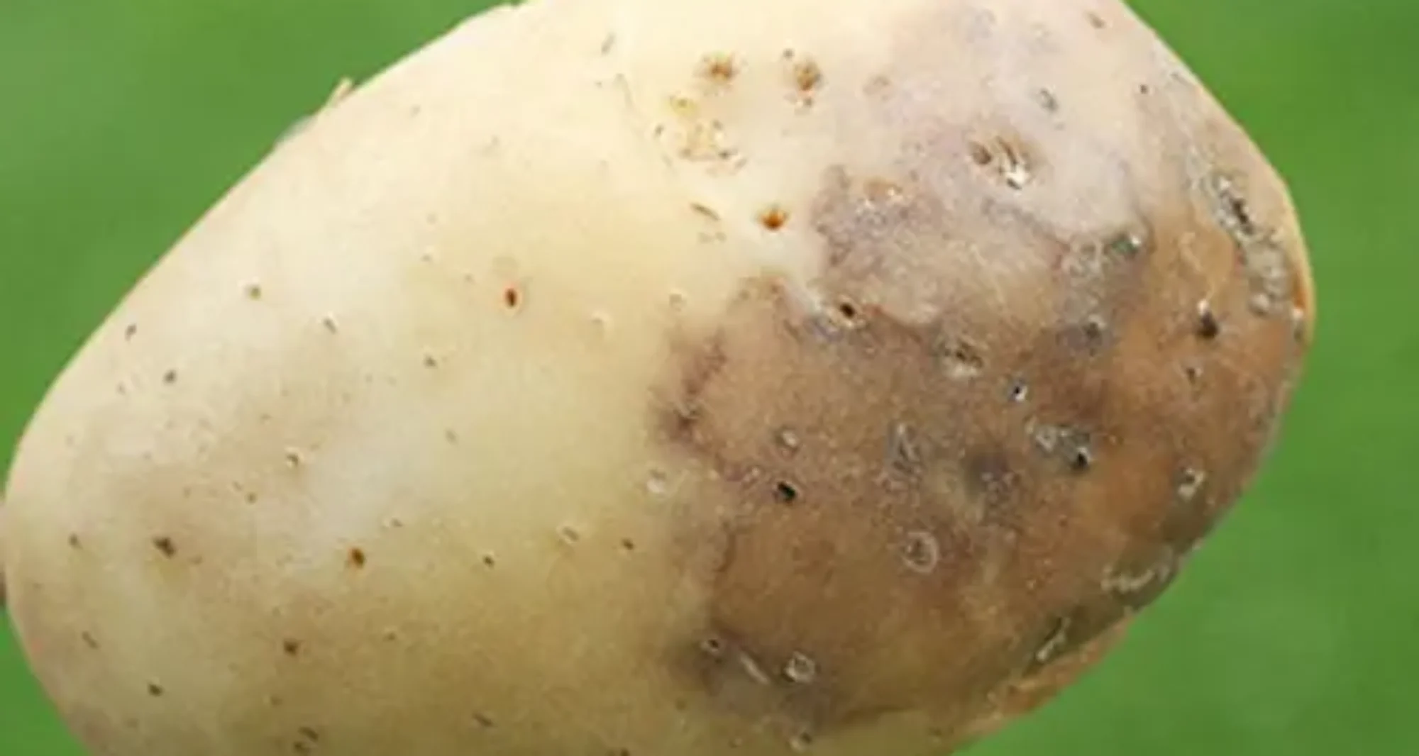 Article 3 : Stratégies de Lutte contre le Mildiou de la Pomme de Terre