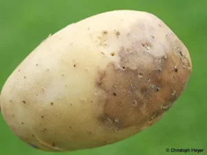 Lire la suite à propos de l’article Article 3 : Stratégies de Lutte contre le Mildiou de la Pomme de Terre