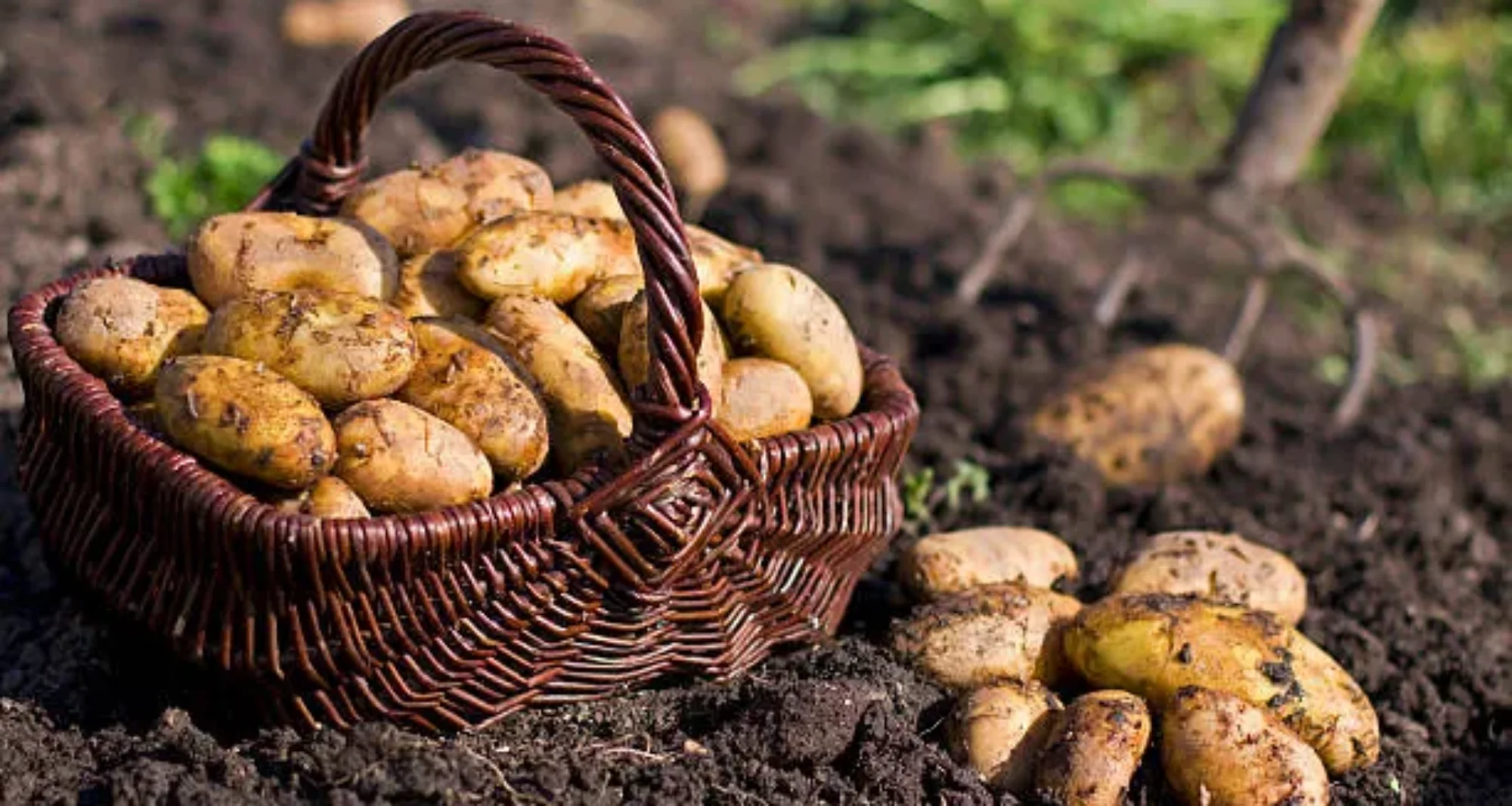Article 1 : La Pomme de Terre – Un Aliment Fondamental et Son Voyage Historique