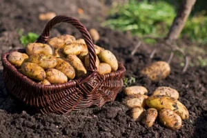 Lire la suite à propos de l’article Article 1 : La Pomme de Terre – Un Aliment Fondamental et Son Voyage Historique